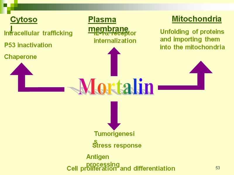53 Mortalin Mitochondria Unfolding of proteins and importing them into the mitochondria Cytosol 
